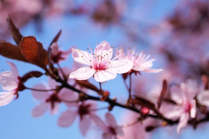 Närbild av ljusrosa körsbärsblommor i full blom på en gren mot klarblå himmel.