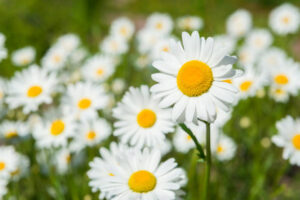 Flera prästkragar i solsken på en grön sommaräng, med en blomma tydligt i fokus i förgrunden.